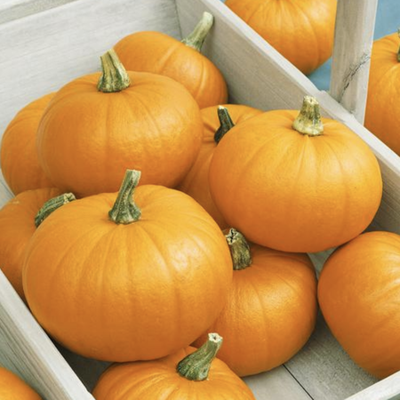 Spookie, Organic Pumpkin Seeds - Packet image number null